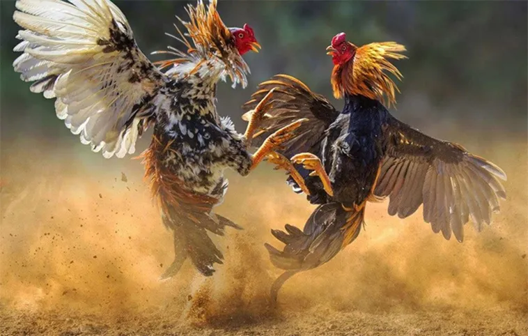 Bí Quyết Tham Gia Đá Gà Sabong Tại F168: Hành Trang Chiến Thắng 2 Bí Quyết Tham Gia Đá Gà Sabong Tại F168: Hành Trang Chiến Thắng